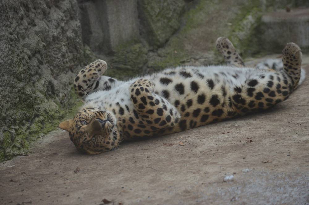 Светлана Акулова - Более 900 человек посетили Московской зоопарк в одежде с леопардовым принтом - vm.ru