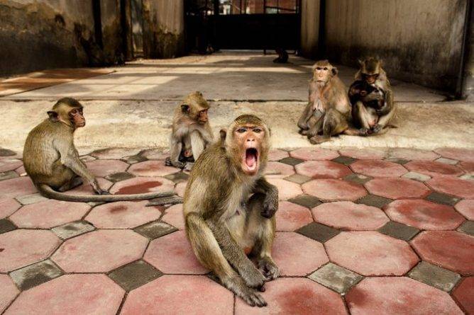 Банды агрессивных обезьян захватили здание индийского правительства в Пенджабе - usa.one - Индия