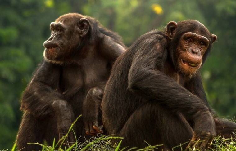 Старение шимпанзе оказалось похожим на человеческое - news.ru - Уганда - штат Нью-Мексико