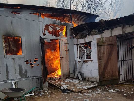 Подробности пожара, в котором погибли десять лошадей: подозревается проводка - newtvnews.ru - Зарайск