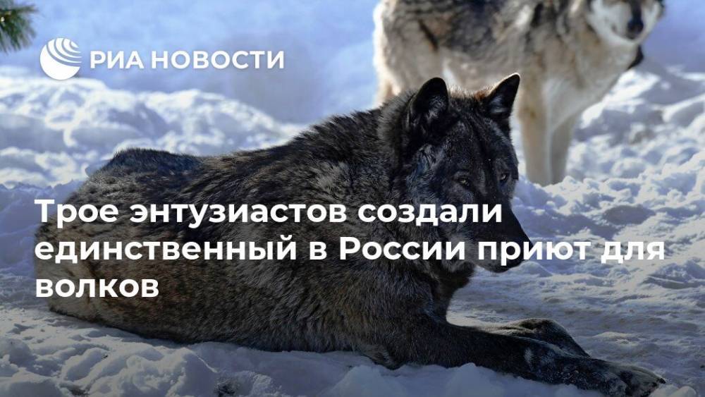 Трое энтузиастов создали единственный в России приют для волков - ria.ru - Москва - Россия