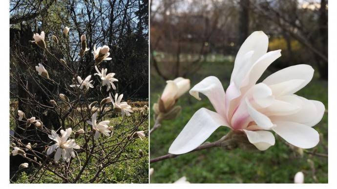 В Москве расцвели первые магнолии - parkseason.ru - Москва