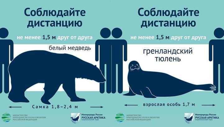 По одному тюленю и медведю: безопасную дистанцию показали на примере животных - vesti.ru - Австралия