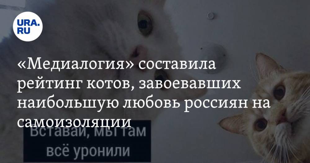 «Медиалогия» составила рейтинг котов, завоевавших наибольшую любовь россиян на самоизоляции - ura.news - Россия