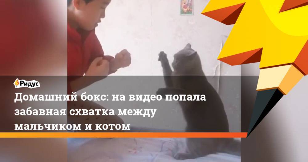 Домашний бокс: на видео попала забавная схватка между мальчиком и котом - ridus.ru