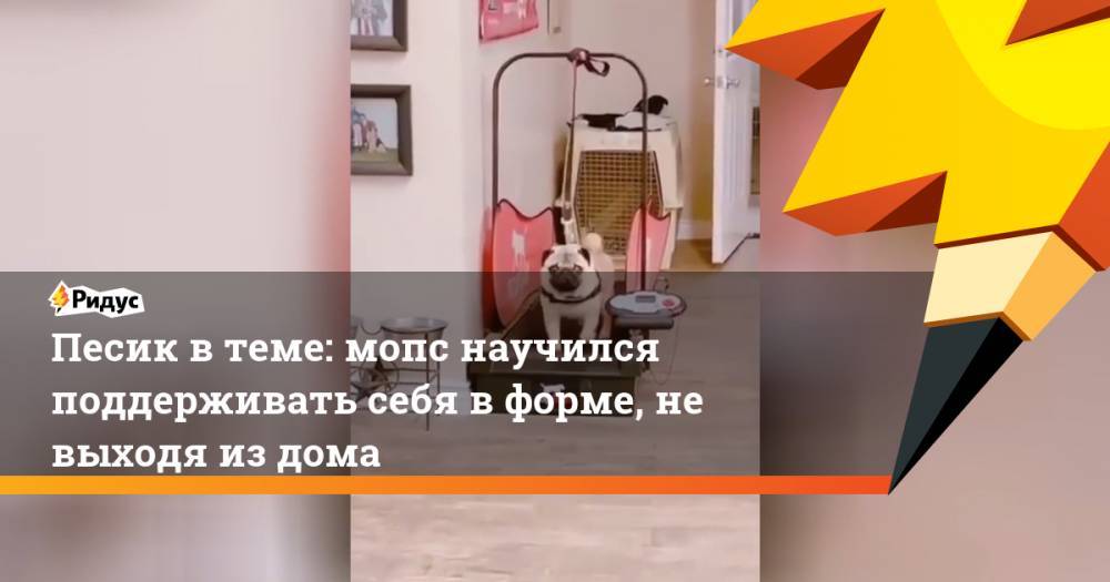 Арнольд Шварценеггер - Песик в теме: мопс научился поддерживать себя в форме, не выходя из дома - ridus.ru - Россия