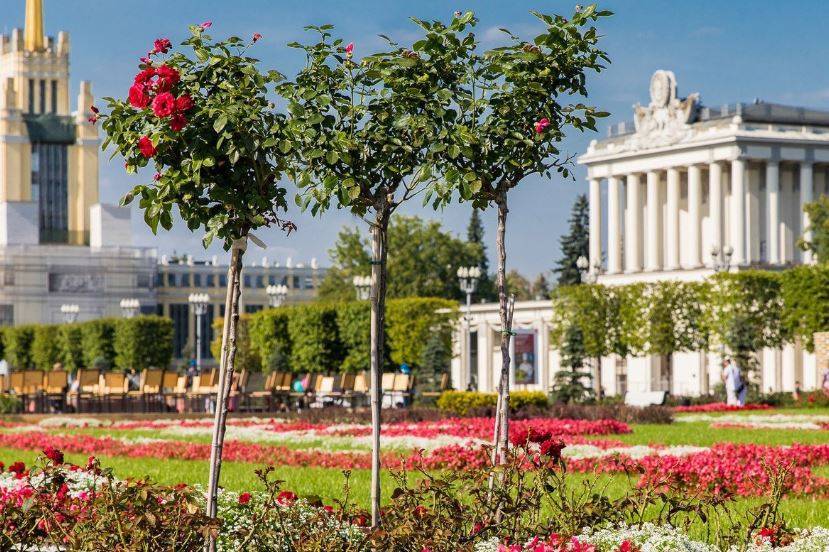 Лавандовые поля и аптекарский огород появятся на ВДНХ - vm.ru - Россия