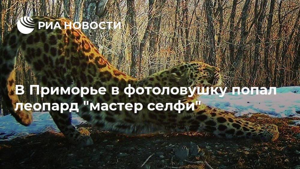 В Приморье в фотоловушку попал леопард "мастер селфи" - ria.ru - Москва - Приморье край