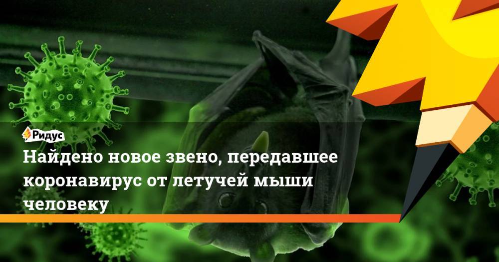 Найдено новое звено, передавшее коронавирус от летучей мыши человеку - ridus.ru - Оттава