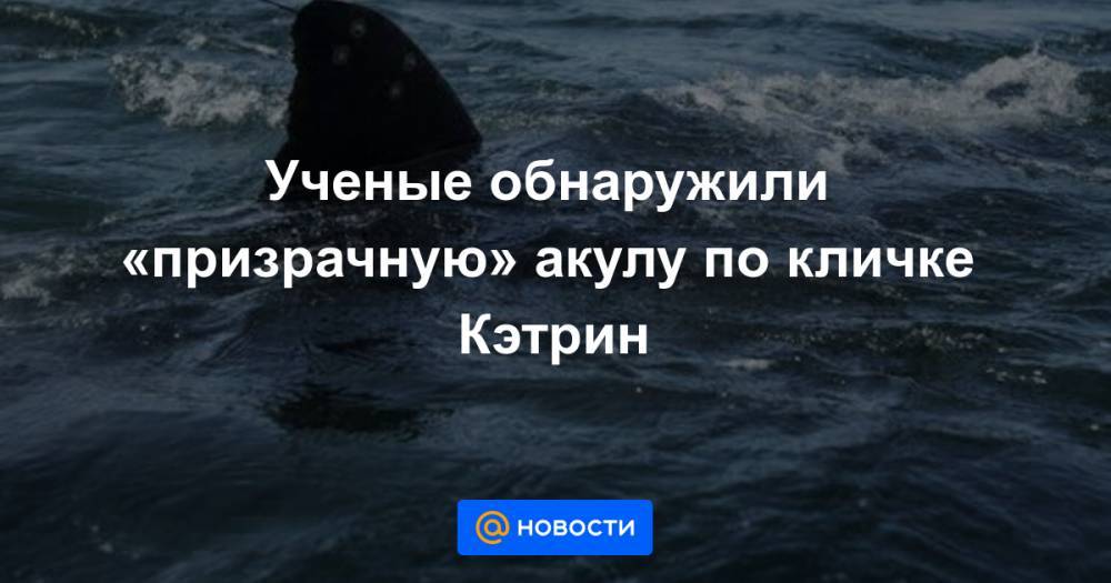 Вирджиния - Ученые обнаружили «призрачную» акулу по кличке Кэтрин - news.mail.ru