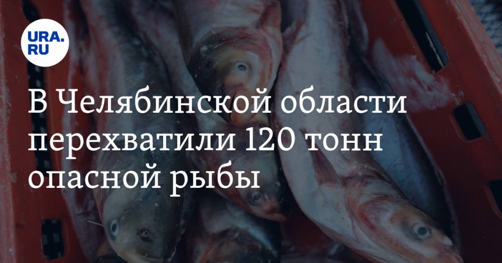 В Челябинской области перехватили 120 тонн опасной рыбы - ura.news - Челябинская обл.
