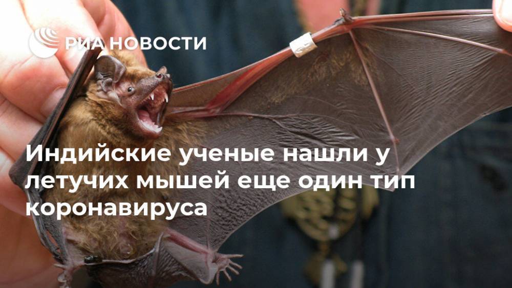 Индийские ученые нашли у летучих мышей еще один тип коронавируса - ria.ru - Москва - Индия