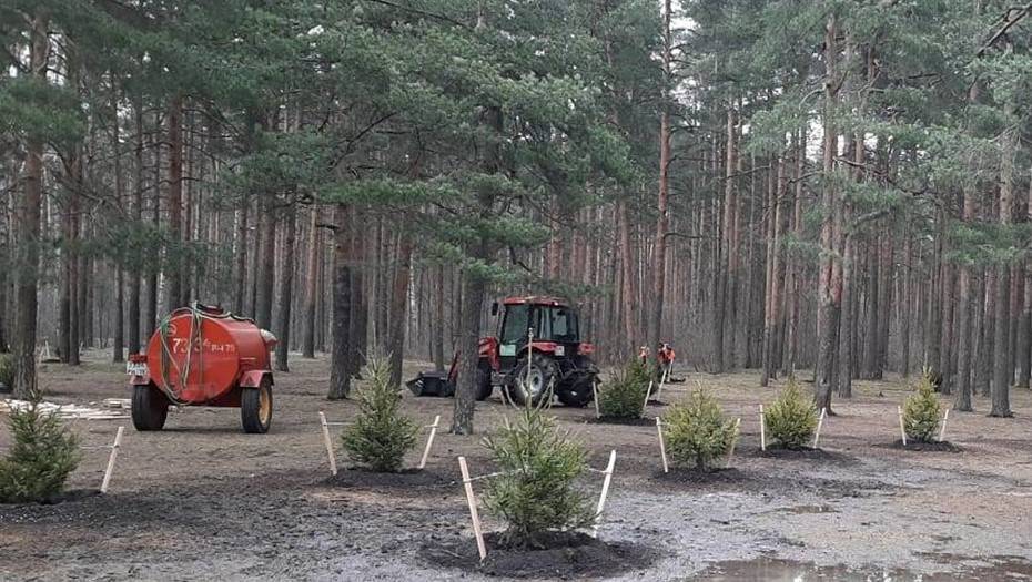 Петербург украсили более 11 тысяч кустарников - dp.ru - Санкт-Петербург