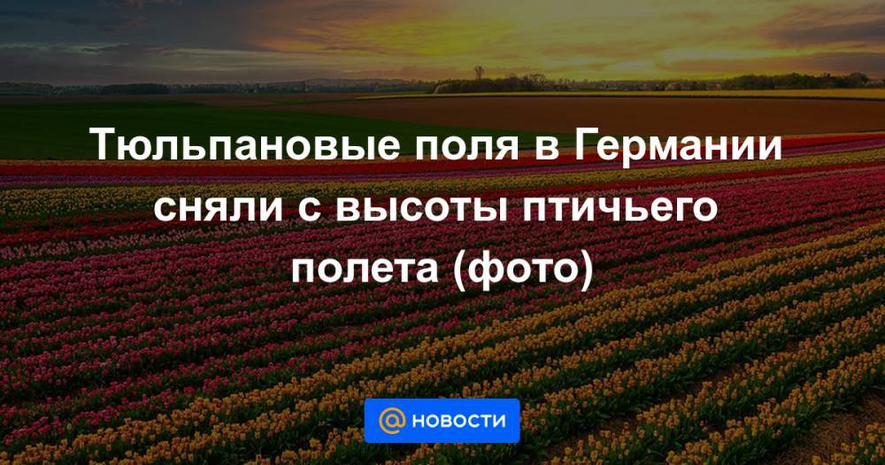 Екатерина Гура - Тюльпановые поля в Германии сняли с высоты птичьего полета (фото) - news.mail.ru - Германия - Голландия