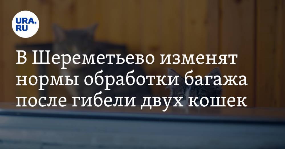 Владимир Бурматов - В Шереметьево изменят нормы обработки багажа после гибели двух кошек - ura.news - Челябинская обл.