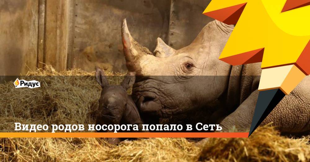 Видео родов носорога попало в Сеть - ridus.ru - Копенгаген