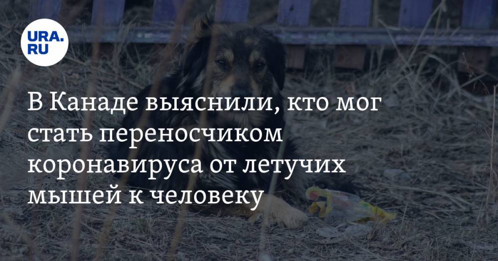 В Канаде выяснили, кто мог стать переносчиком коронавируса от летучих мышей к человеку - ura.news - Канада - Оттава