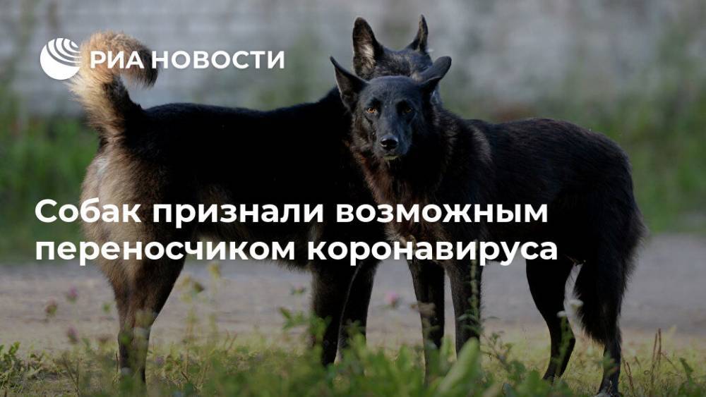 Собак признали возможным переносчиком коронавируса - ria.ru - Москва - США - Канада - Оттава