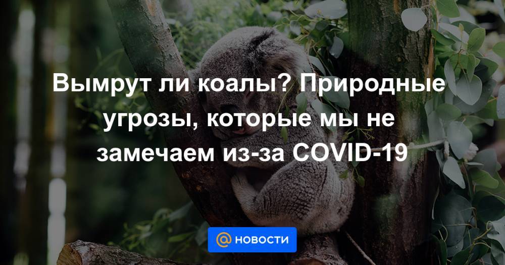 Вымрут ли коалы? Природные угрозы, которые мы не замечаем из-за COVID-19 - news.mail.ru - Антарктида