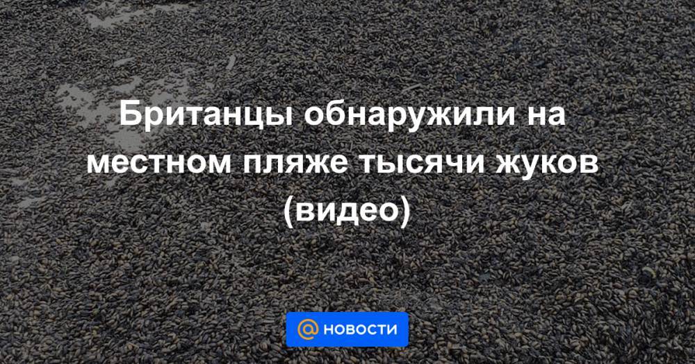 Британцы обнаружили на местном пляже тысячи жуков (видео) - news.mail.ru - Англия
