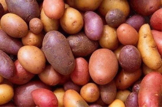 Алексей Майоров - В Брянской области начали высаживать картофель - pnp.ru - Брянская обл.