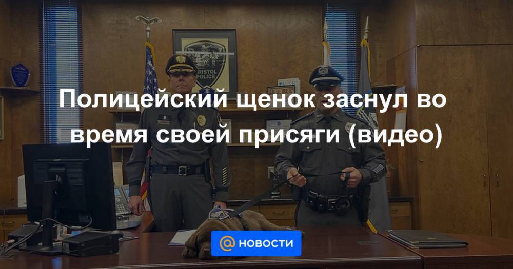 Полицейский щенок заснул во время своей присяги (видео) - news.mail.ru - штат Род-Айленд