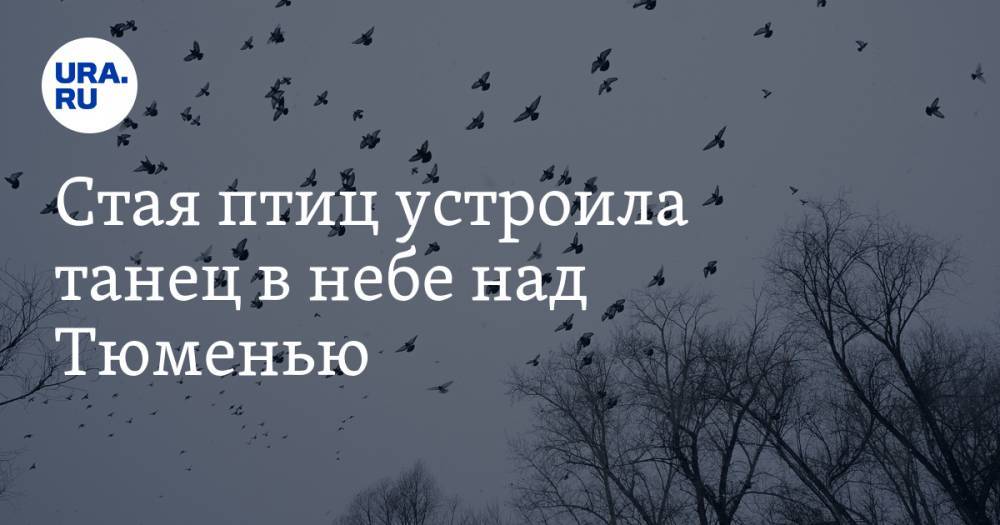 Стая птиц устроила танец в небе над Тюменью. ВИДЕО - ura.news - Тюмень