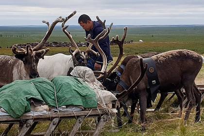 Оленеводов в Якутии и учителей в Арктике решили поддержать - lenta.ru - респ. Саха