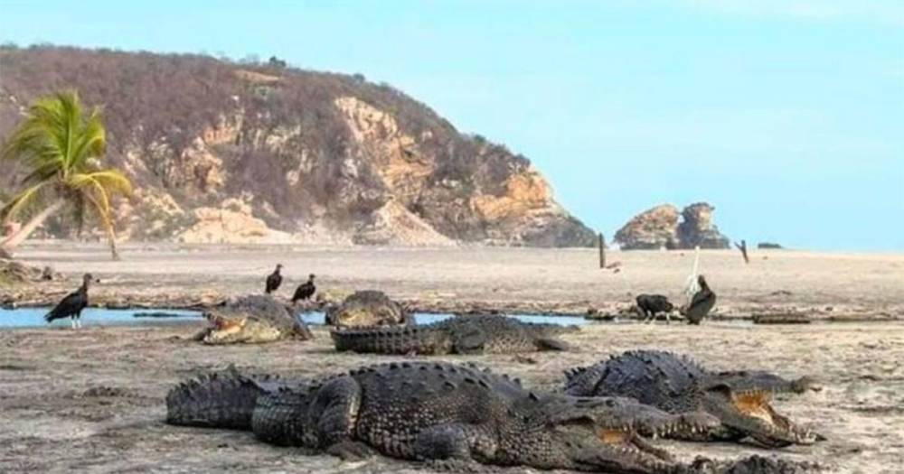 Крокодилы захватывают опустевшие из-за коронавируса пляжи в Мексике - ren.tv - Китай - Ухань - Mexico