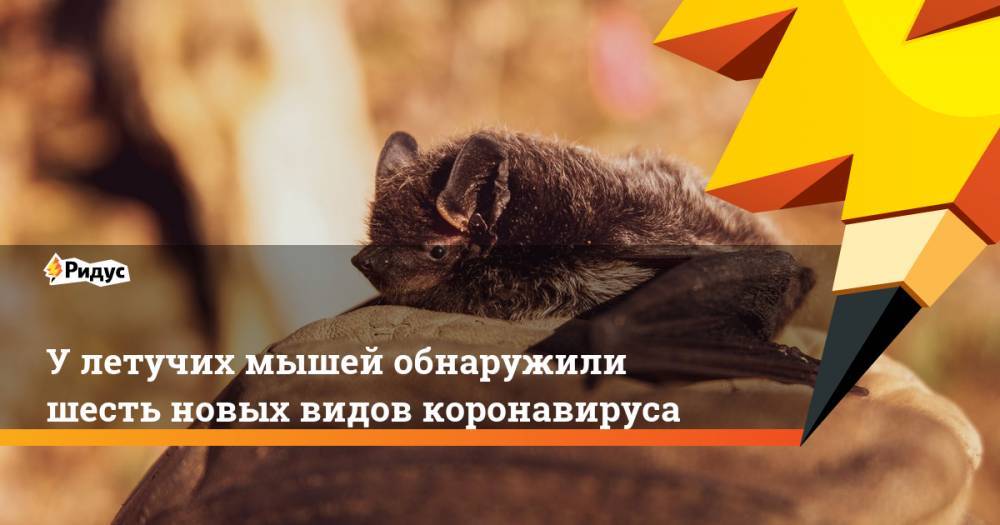 У летучих мышей обнаружили шесть новых видов коронавируса - ridus.ru - США - Бирма
