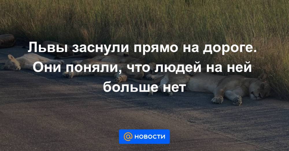 Львы заснули прямо на дороге. Они поняли, что людей на ней больше нет - news.mail.ru - Юар