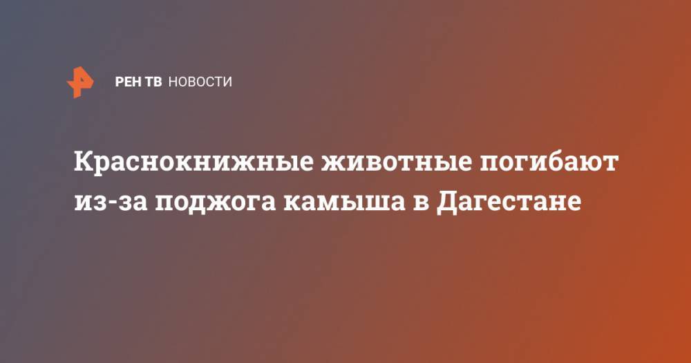 Краснокнижные животные погибают из-за поджога камыша в Дагестане - ren.tv - Россия - респ. Дагестан