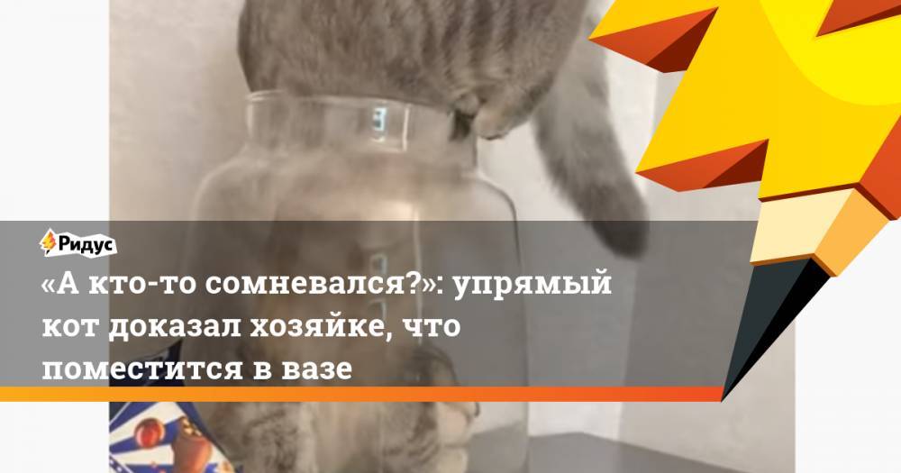 «Акто-то сомневался?»: упрямый кот доказал хозяйке, что поместится ввазе - ridus.ru - Саранск