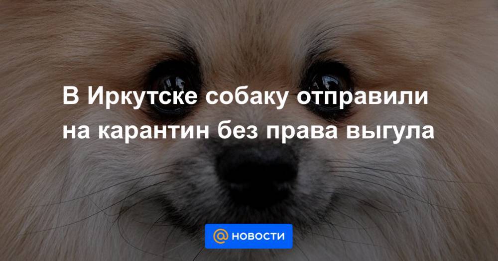 В Иркутске собаку отправили на карантин без права выгула - news.mail.ru - Красноярск - Иркутск - Таиланд
