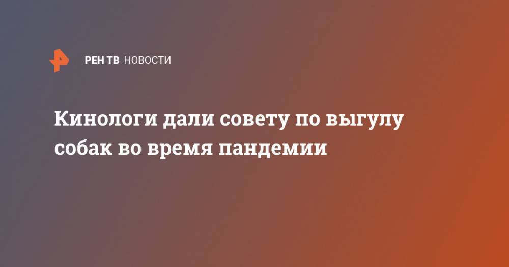 Владимир Голубев - Кинологи дали совету по выгулу собак во время пандемии - ren.tv - Москва - Россия