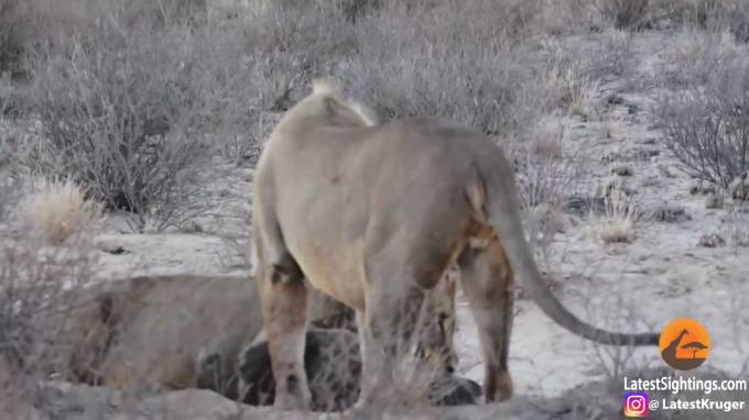 Беспечную гиену растерзали на глазах туристов в парке Кгалагади - piter.tv - Юар - Ботсвана