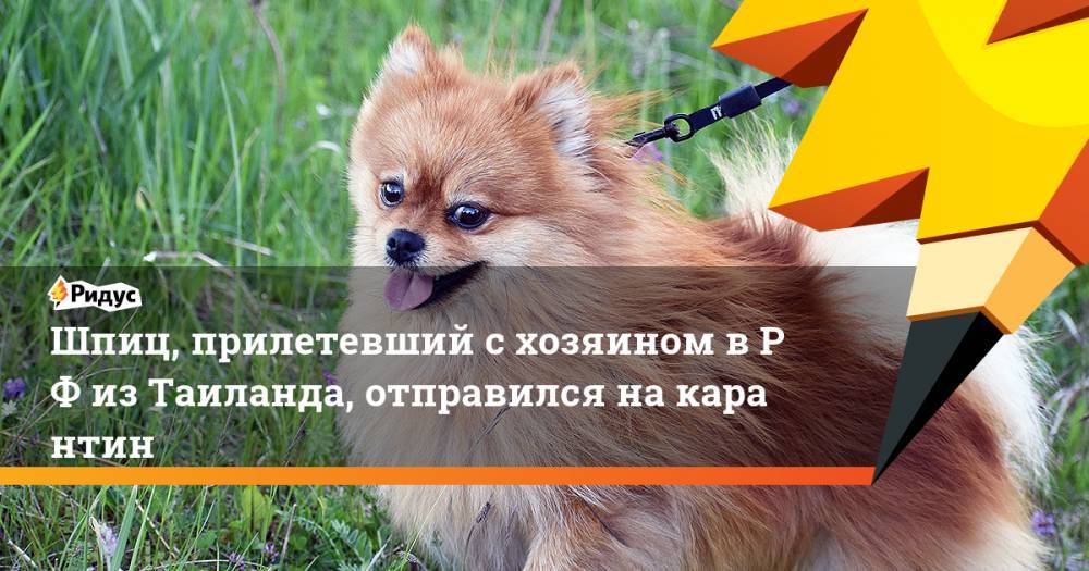 Шпиц, прилетевший схозяином вРФ изТаиланда, отправился накарантин - ridus.ru - Иркутская обл. - респ.Бурятия - Иркутск - Таиланд