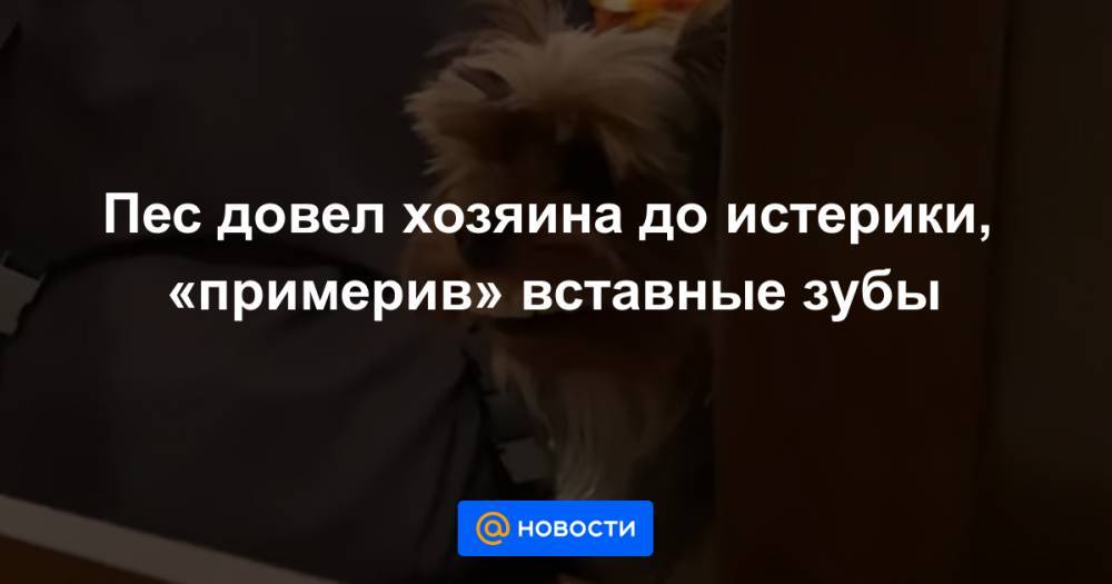 Томас Круз - Анна Лысенко - Пес довел хозяина до истерики, «примерив» вставные зубы - news.mail.ru - шт. Мичиган