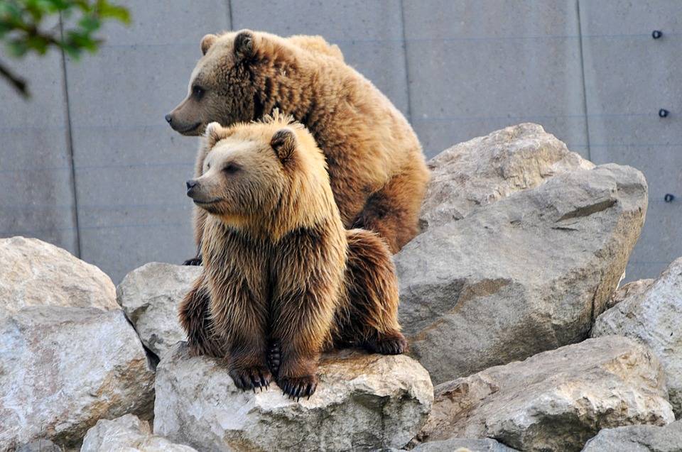 Под Новокузнецком заметили медведицу с медвежатами - gazeta.a42.ru