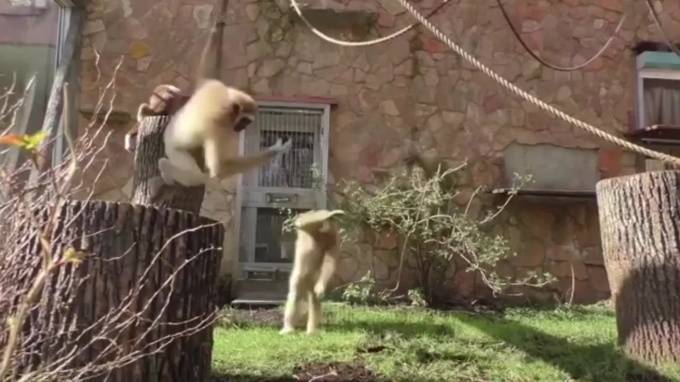 Видео: Гиббоны из Ленинградского зоопарка активно проводят время на самоизоляции - piter.tv