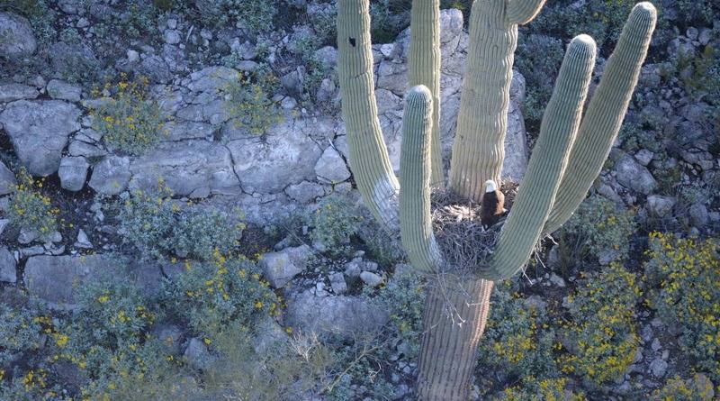 Впервые белоголовые орланы поселились на гигантском кактусе Сагуаро в Аризоне (фото) - usa.one - шт. Аризона