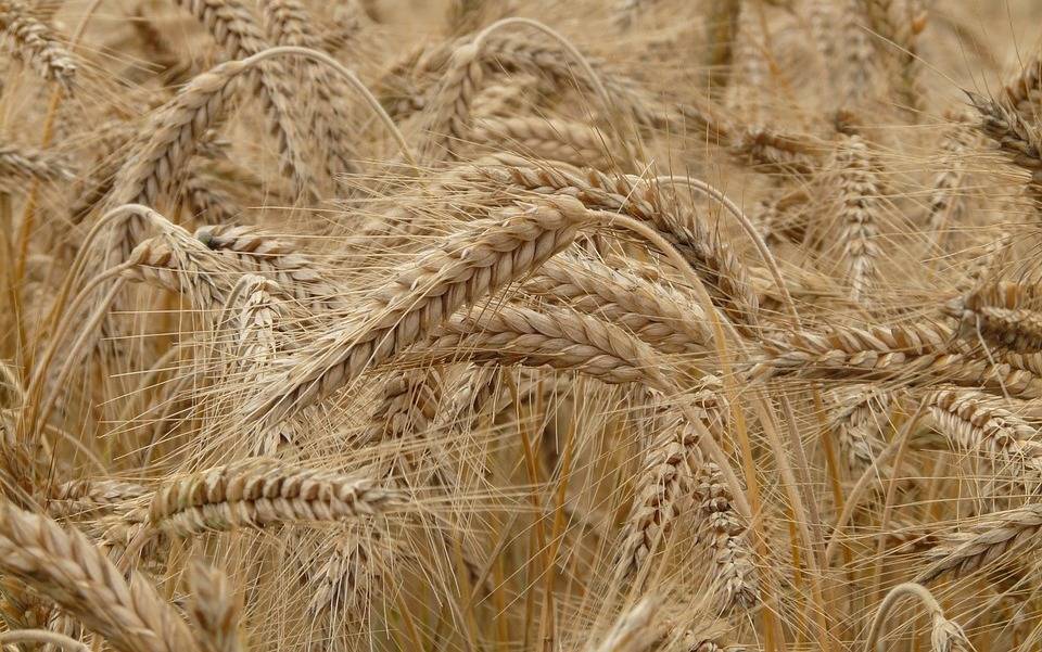 Оксана Лут - В Минсельхозе заявили, что не планируют увеличивать квоту на экспорт зерна в этом сезоне - vm.ru - Россия