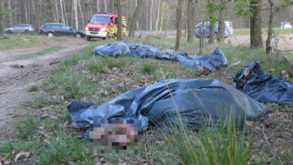 Ужасная находка в Саксонии: в лесу обнаружили 28 мертвых изувеченных овец - germania.one - Германия - Того - Бавария