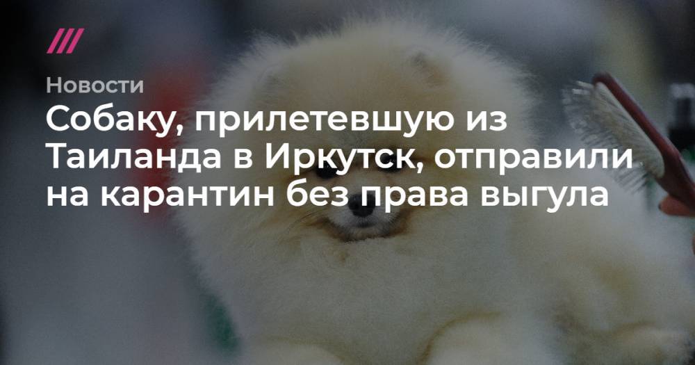Собаку, прилетевшую из Таиланда в Иркутск, отправили на карантин «без права выгула» - tvrain.ru - Москва - Красноярск - Иркутск - Таиланд