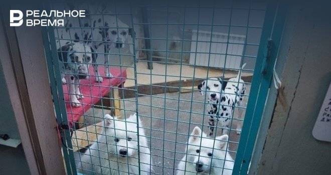 Исполком Челнов заплатит почти 9 млн рублей за отлов и помещение в приюты бездомных животных - realnoevremya.ru - Татарстан