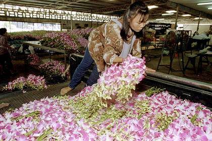 Миллионы орхидей уничтожили из-за пандемии коронавируса - lenta.ru - США - Таиланд - county Garden