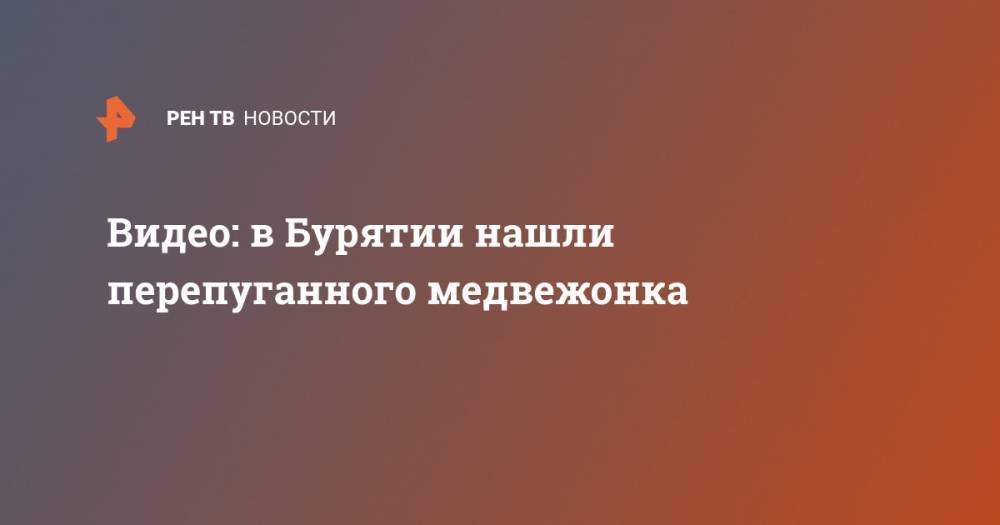 Видео: в Бурятии нашли перепуганного медвежонка - ren.tv - респ.Бурятия - район Кабанский