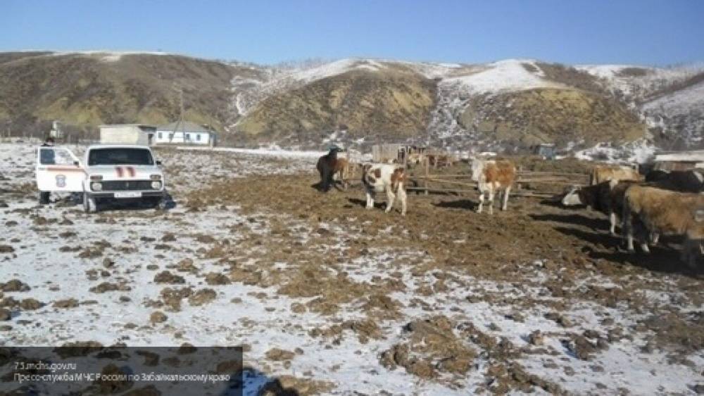 Алтайского пастуха осудили за убийство соседа из-за пропавших коров - nation-news.ru - Алтайский край