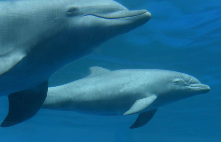 Самцы дельфинов могут петь дуэтом для привлечения внимания подруги - news.ru