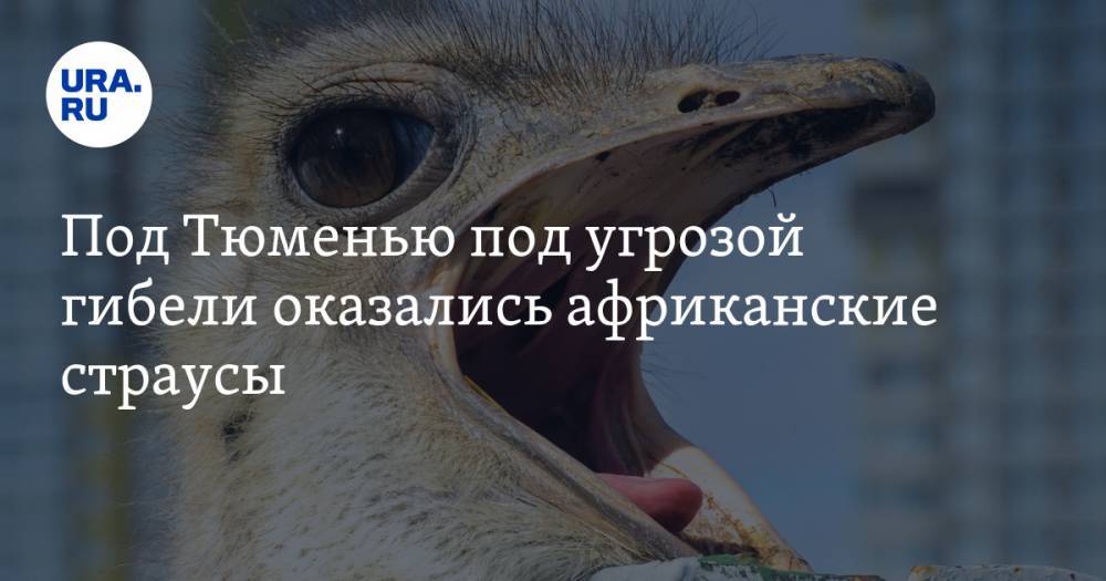 Под Тюменью под угрозой гибели оказались африканские страусы - ura.news - Тюмень - Тюменская обл.
